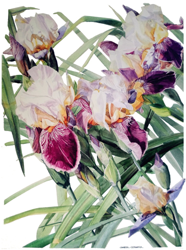 Iris Vivaldi Spring