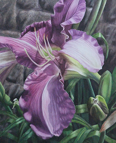 Garden Glory - Daylily