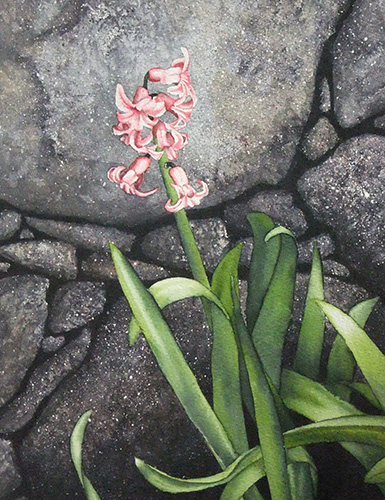Hyacinth and Drystone