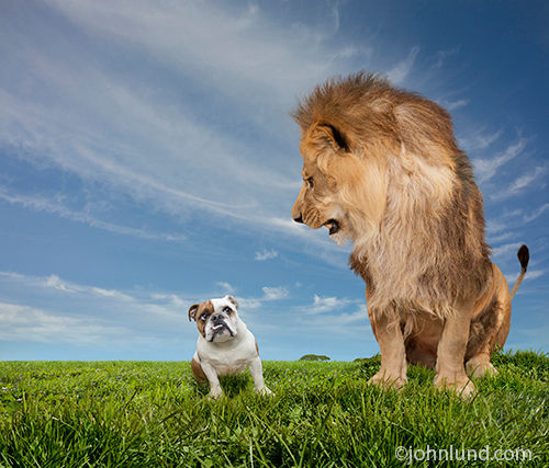 Lion and Bulldog