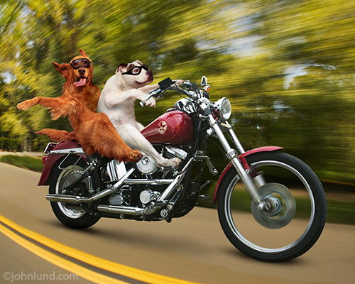 Motorcycle Dogs 