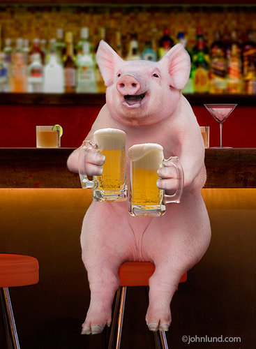 Pig Drinking Beer