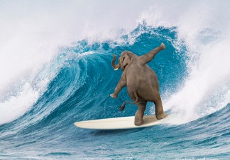 Surfing Elephant whimsical photo