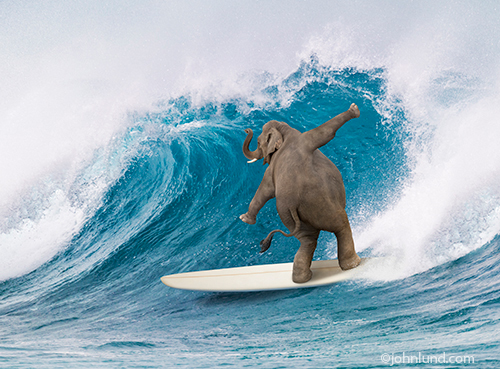 Surfing Elephant whimsical photo