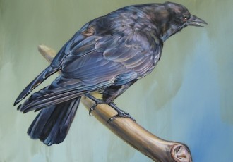 Crow Study