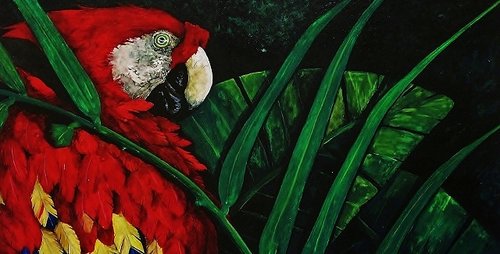 Scarlet Macaw