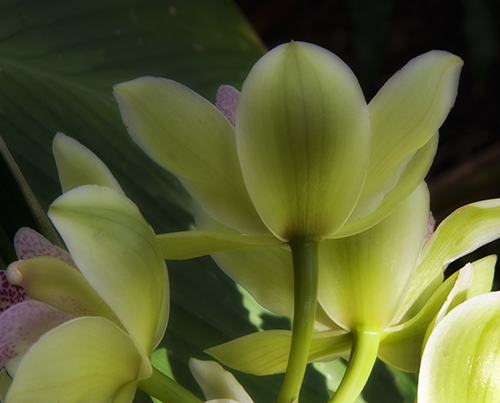 Cymbidium