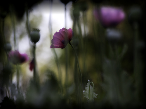 Poppies