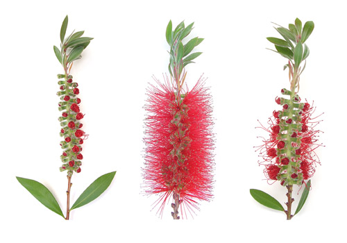 Bottle Brush Flowers