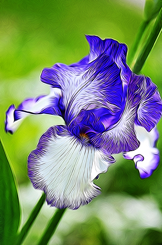Ruffled Iris