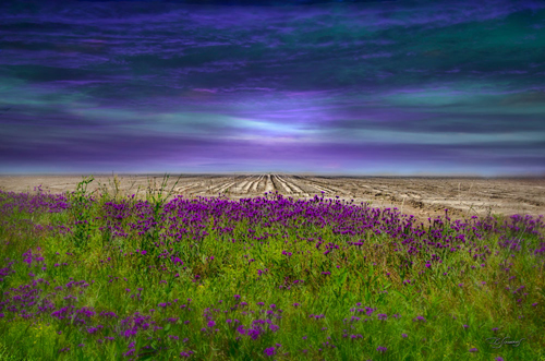 "Beyond the Wildflower" Digital Image - by photographer Barbara Simmons