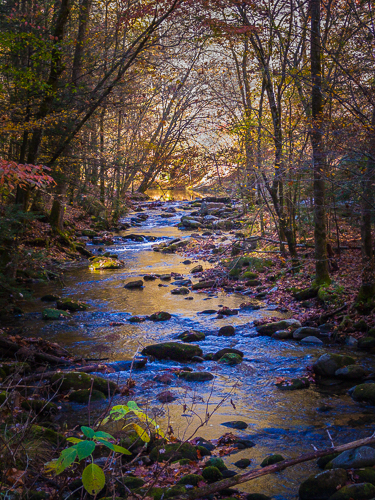 Mountain's Stream