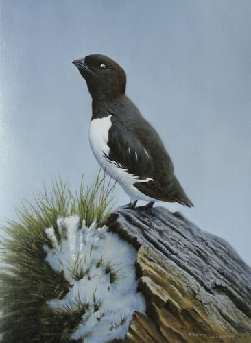 Little Auk