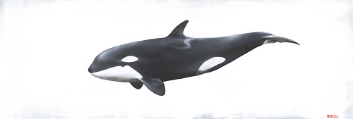 Blackfish