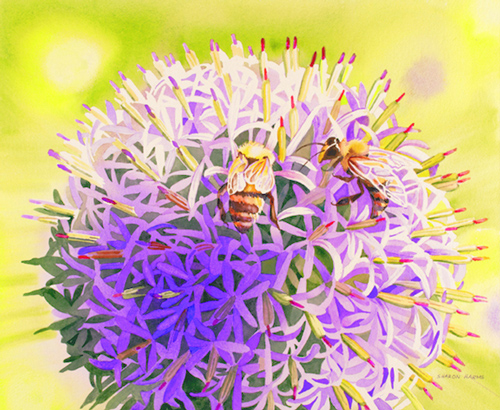 Bees in Allium