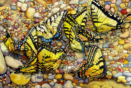 Tiger Swallowtails