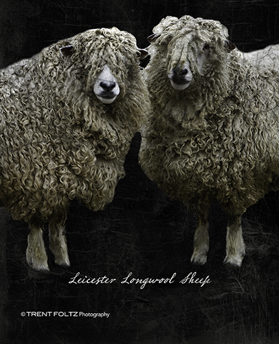 Leicester Longwool Sheep