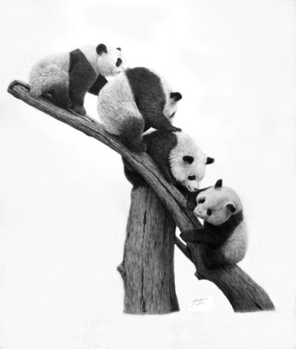 Panda Tree