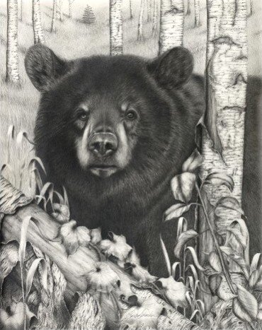 “Black Bear on Newsome Creek”, Graphite Pencil Drawing, 19” x 24”