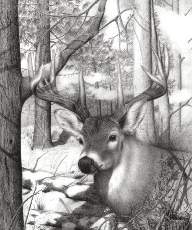 “Whitetail Phantom”, Graphite Pencil Drawing, 14” x 17”