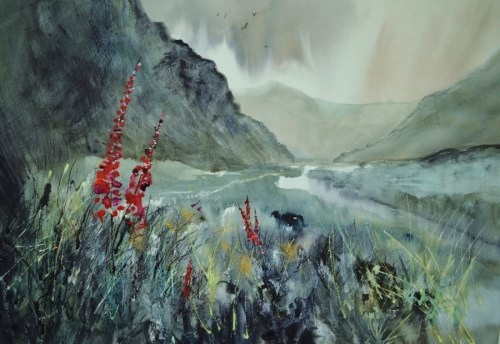 Foxgloves in Langstrath