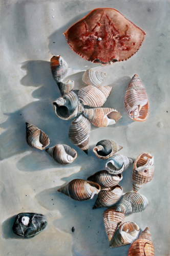 Shells on Beach