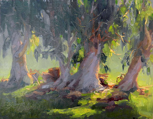Eucalyptus