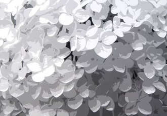 Annabelle Hydrangea