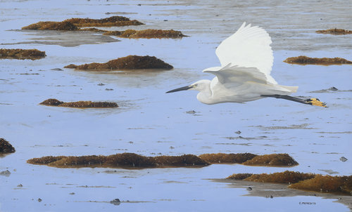 Low Tide