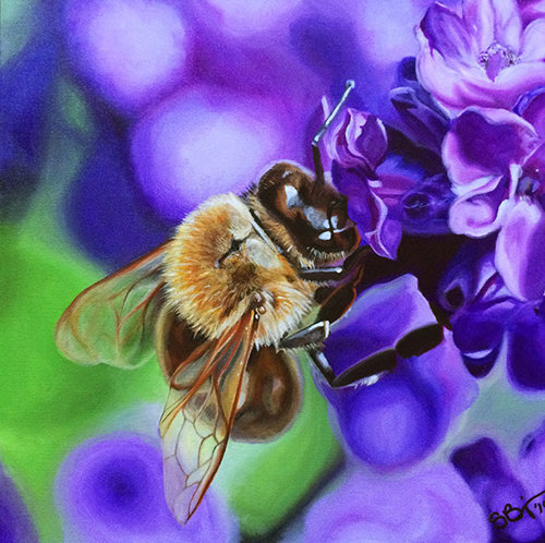 Bee on Lavendar
