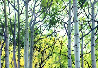 Aspen Beauty