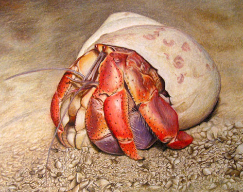 "Hermit Crab" colored pencil by Corrina Thurston