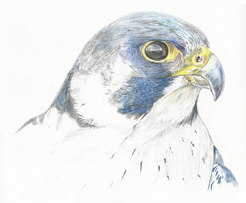 "Peregrine Falcon" colored pencil by Robert Thompson