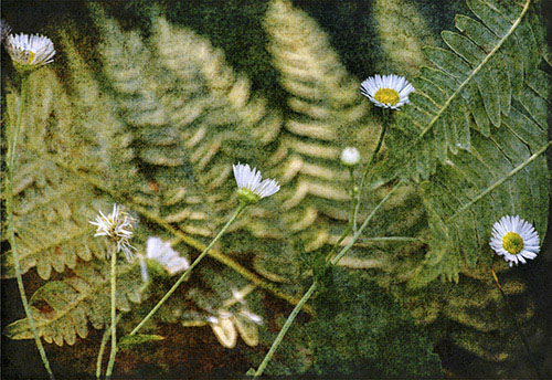 Weeds and Ferns, Digital Photograph, Various sizes by photographer David Watkins Jr. See his portfolio by visiting www.ArtsyShark.com