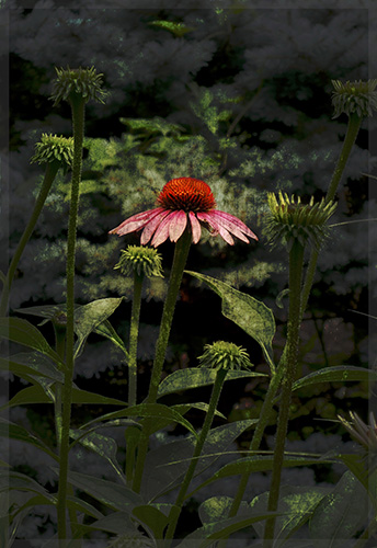 "Coneflower" Digital Photograph, Various sizes by photographer David Watkins Jr. See his portfolio by visiting www.ArtsyShark.com
