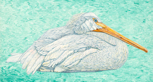 “American White Pelican” Watercolor, 25” x 12” by artist Judy Boyd. See her portfolio by visiting www.ArtsyShark.com