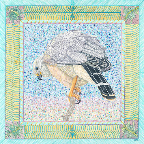 “Gray Hawk” Watercolor, 18” x 18” by artist Judy Boyd. See her portfolio by visiting www.ArtsyShark.com