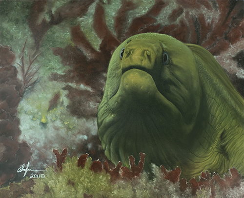 "Green Moray Eel" Oil on Canvas, 24" x 30" by artist Alan Feldmesser. See his portfolio by visiting www.ArtsyShark.com