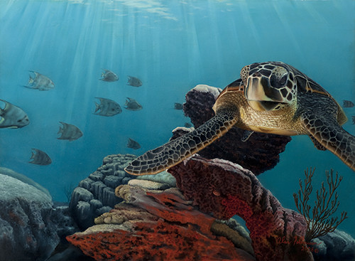 "Hawksbill Turtle" Oil on Canvas, 30" x 40" by artist Alan Feldmesser. See his portfolio by visiting www.ArtsyShark.com