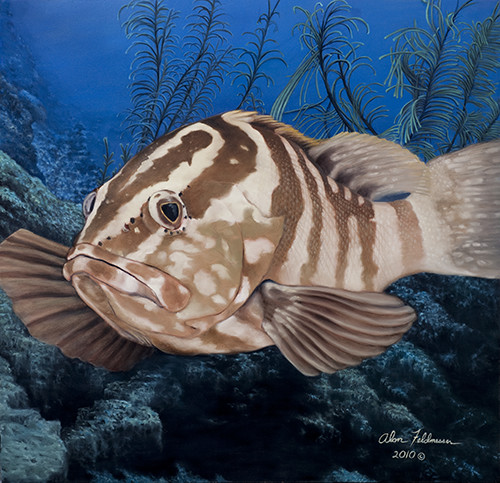 "Nassau Grouper" Oil on Canvas, 30" x 31" by artist Alan Feldmesser. See his portfolio by visiting www.ArtsyShark.com