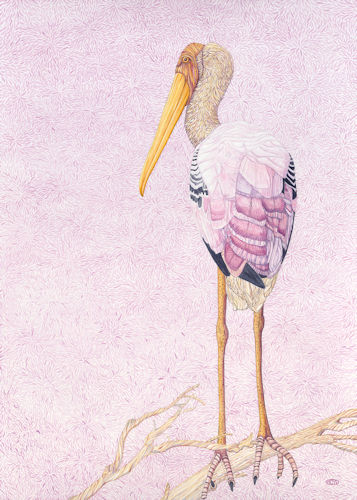 “Painted Stork” Watercolor, 20” x 28” by artist Judy Boyd. See her portfolio by visiting www.ArtsyShark.com