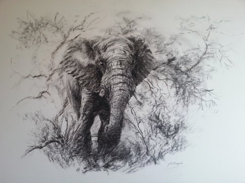 "Beautiful Giant" Charcoal on Fabriano Board, 100cm x 76cm by artist Jason Margolis. See his portfolio by visiting www.ArtsyShark.com
