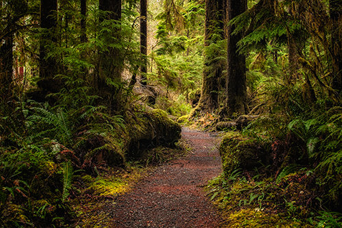 "Forest Walk" Photograph, Various Sizes by photographer Jennifer Magallon. See her portfolio by visiting www.ArtsyShark.com