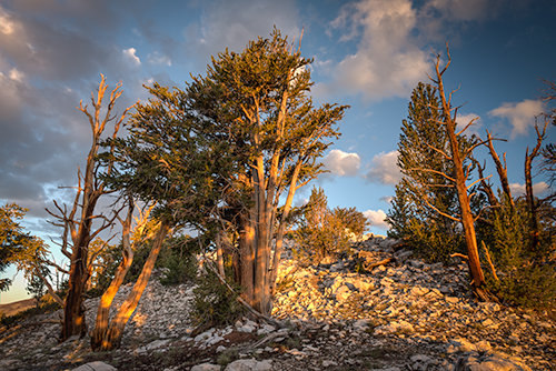 "Morning in the White Mountains" Photograph, Various Sizes by photographer Jennifer Magallon. See her portfolio by visiting www.ArtsyShark.com