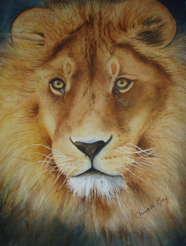 "African Lion” Watercolour on paper, 40cm x 30cm by artist Christelle Grey. See her portfolio at www.ArtsyShark.com