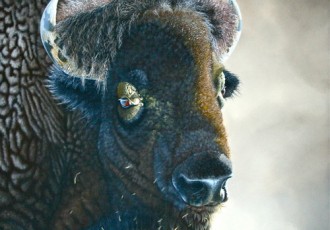 “Bison Legend” Acrylic, 32" x 32" by artist David L. Prescott. See his portfolio by visiting www.ArtsyShark.com