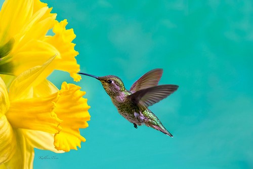 “Daffodil” Photography, Various Sizes by artist Kathleen Elam. See her portfolio by visiting www.ArtsyShark.com