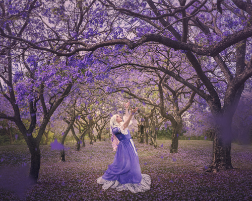 “Dance of the Jacarandas” Photograph, 16” x 20” by photographer Hayley Roberts. See her portfolio by visiting www.ArtsyShark.com