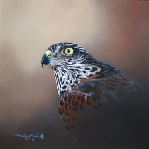 “Female Sparrow Hawk, Study” Gouache, 9" x 9" by artist David L. Prescott. See his portfolio by visiting www.ArtsyShark.com