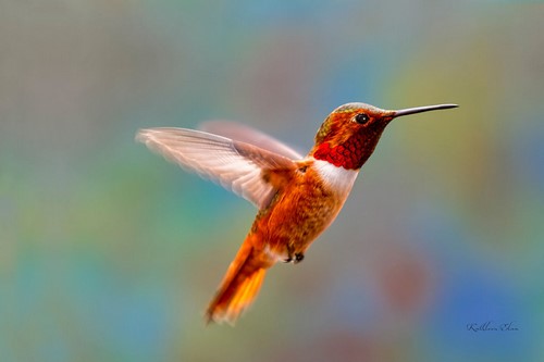 “Flying Jewel” Photography, Various Sizes by artist Kathleen Elam. See her portfolio by visiting www.ArtsyShark.com